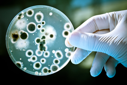 Le microbiote : des micro-organismes qui nous veulent du bien